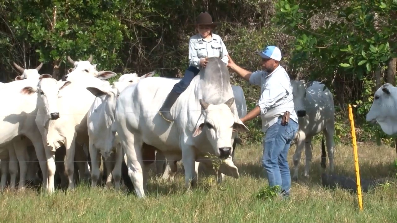 09 MAR   CAP 1   NELORE LA RAZA PARA EL CLIMA CALIDO HACIENDA JJ CAÑAS   TAME   ARAUCA