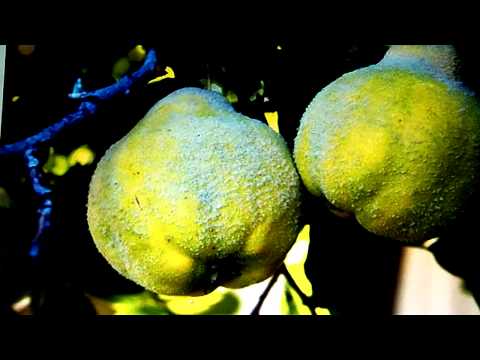 Colindul Gutuii Din Geam - Adrian Paunescu