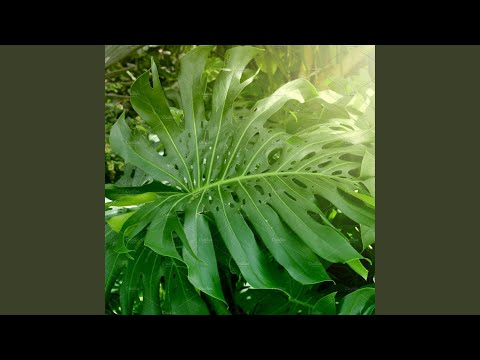 Will (feat. suggs & Elaksi)