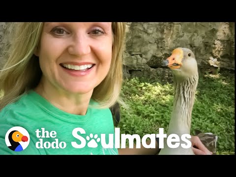 A Lonely Goose Asked For This Woman's Help...