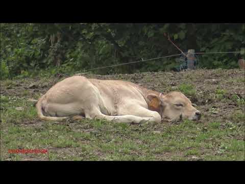 UN VITELLINO CHE SI FA UN PISOLINO AL PASCOLO A VERNANTE. (CN) DOM. 27 - 6 - 2021.