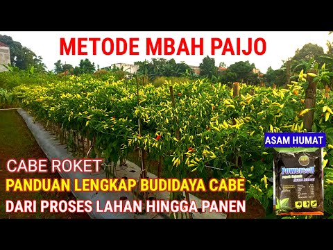 PANDUAN LENGKAP MENANAM CABE !! DARI PROSES LAHAN HINGGA PANEN [METODE MBAH PAIJO ]
