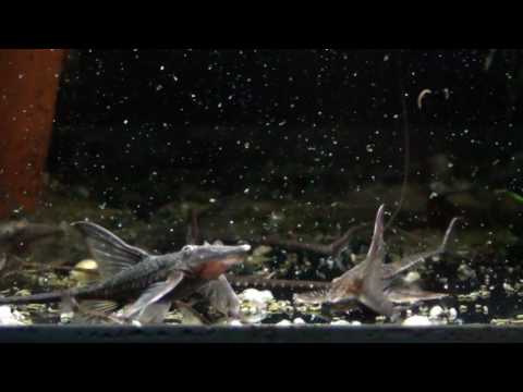 Sturisoma festivum, 1-6 Monate alt