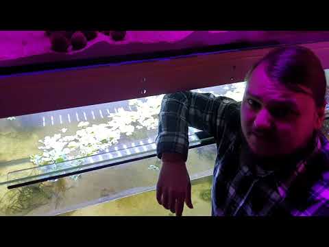 Sauberes klares Wasser im Aquarium ohne Filter