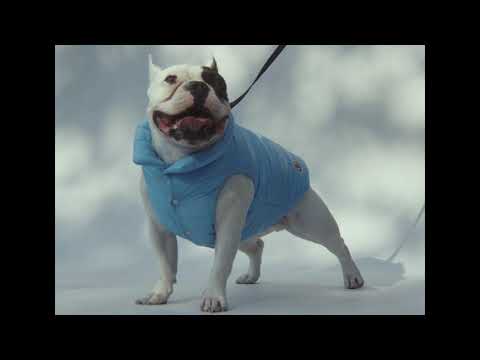 Follow a day in the life of New York’s most stylish dogs