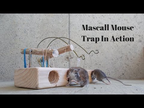 400 Year Old Mouse Trap In Action