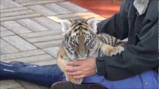 preview picture of video 'アムールトラの赤ちゃん12/15②　Baby Amur Tiger on Dec 15 2012 ②'