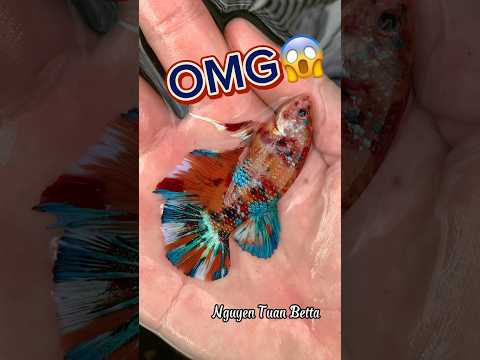 Giant nemo metallic betta fish bubble nest😱