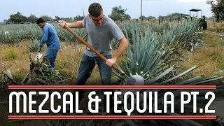 Harvesting Agave (2/3) | How to Brew Mezcal and Tequila