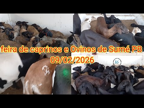 Feira de caprinos e Ovinos de Sumé PB 09/02/2026