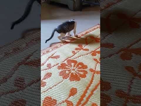 🤩cats video make your day 😀😀 is 💯 true#funnycats#videos