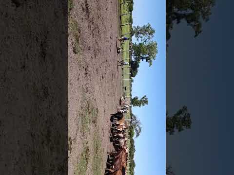 Pialada de Juan Zabala en Sauce Corrientes ....