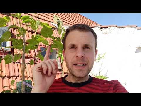 Maulbeerbaum, Pflege, Sorten, wichtige Arten - Morus alba // Gartenschlau.com