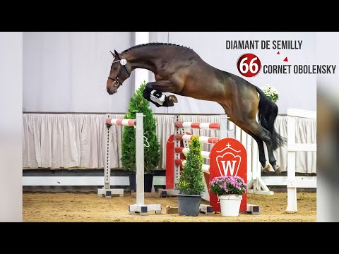 Westf. Hauptkörung Reitpferdehengste 2020: 66 Diamant De Semilly -  Cornet Obolensky - Ligorett