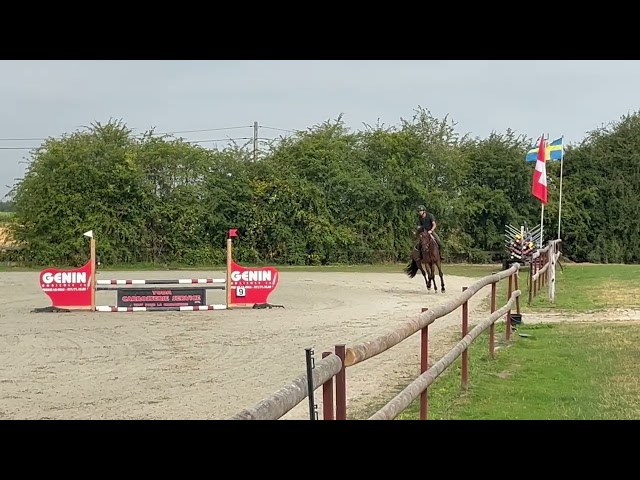 Yegua KWPN Caballo de Deporte Neerland&eacute;s En venta 2014 Bayo
