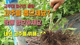 고추수확후 고추대를 뽑지 않는 이유 고추대 정리방법 고추농사 고추재배 귀농귀촌