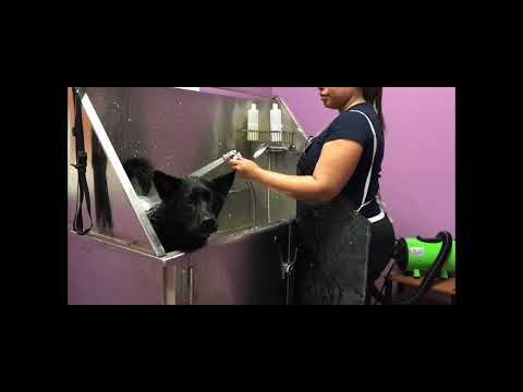 Livy’s Lavish Self Wash & Grooming Demo