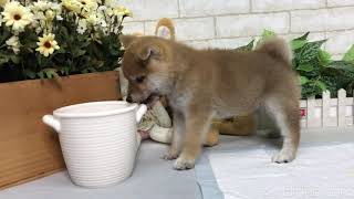Video preview image #1 Shiba Inu Puppy For Sale in REDWOOD CITY, CA, USA