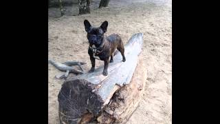 Himalaya  -  Drafi Deutscher