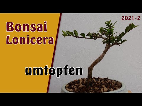 Bonsai | Lonicera [Lonicera nitida] | 2021-2 | Umtopfen und Wurzeln schneiden