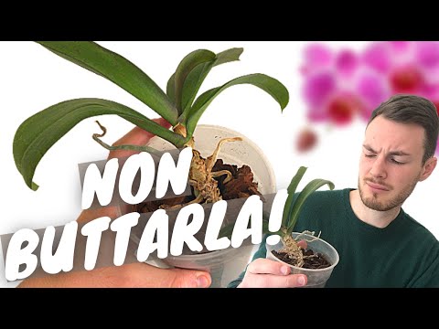 Dehydrated Orchid Without Roots | Hydrotherapy, root cleaning, repotting, and updating