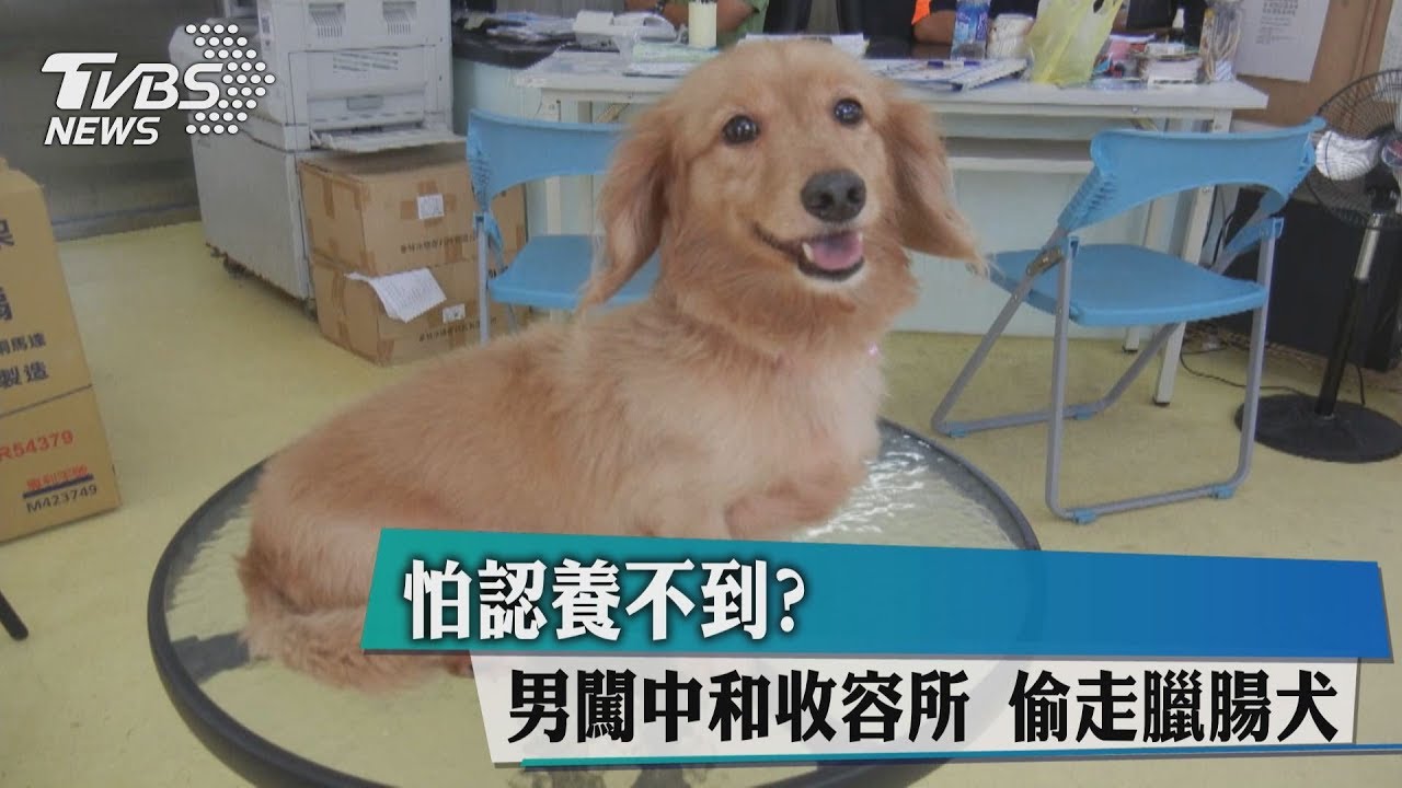 怕認養不到?男闖中和收容所 偷走臘腸犬