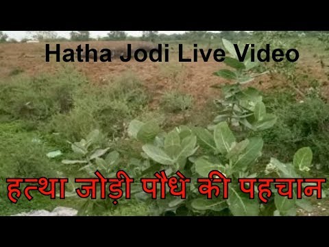 download lagu mp3 mp4 Hatha Jodi Shop In Mumbai, download lagu Hatha Jodi Shop In Mumbai gratis, unduh video klip Hatha Jodi Shop In Mumbai