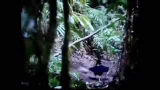 Born To Love You : Skeeter Davis