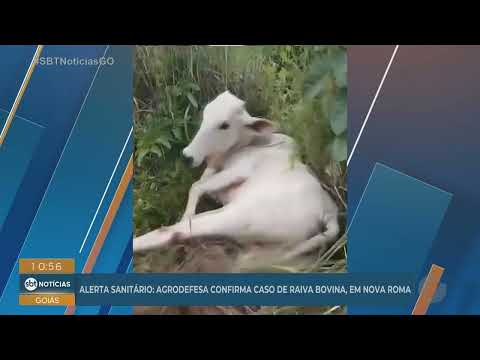 Agrodefesa confirma caso de raiva bovina em Nova Roma