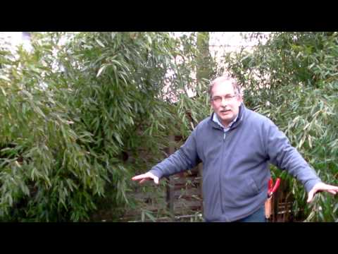 Schneiden im Garten 2011 Herr Inderkum 9v10 - Bambushecke mit Phyllostachys nigra