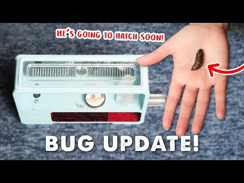 Ants, Isopods & A Hawk Moth | Big Bug Update!