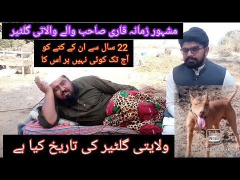 Master In Walaiti Gultair Hafiz Mudassar sb / Walaiti Gultair Breed main Pakistan's top shikari