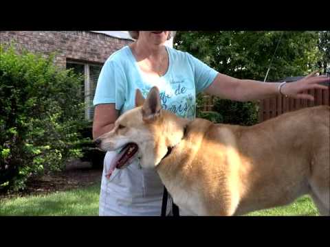 MILES-Adopted, an adopted Siberian Husky & Golden Retriever Mix in Indianapolis, IN_image-1