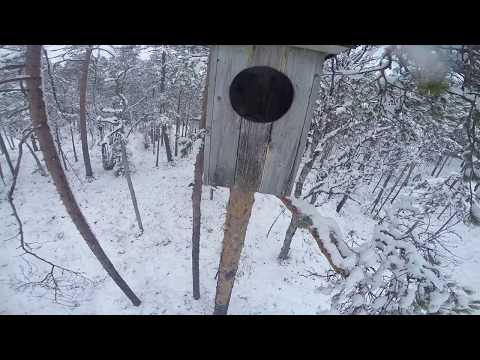 Kika in i en uggleholk