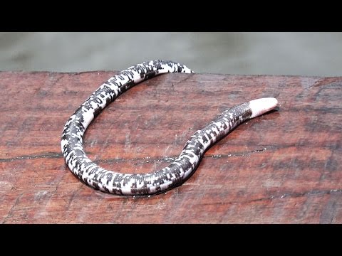 Answer to "KILLER SNAKE OR MONSTER WORM?"