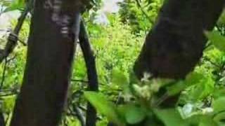 Tunng - Woodcat [Official Video]