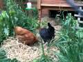 New Hens Rhode Rock Coumbian Black Tail 3gp