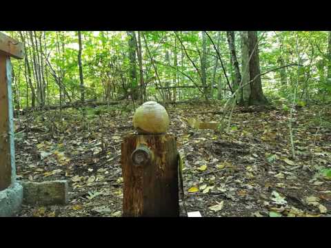 Hornady V-MAX 60 gr .223 vs Turnip