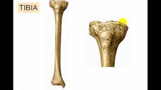 Osteologia de miembro inferior 6