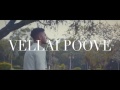 VELLAI POOVE Video Status