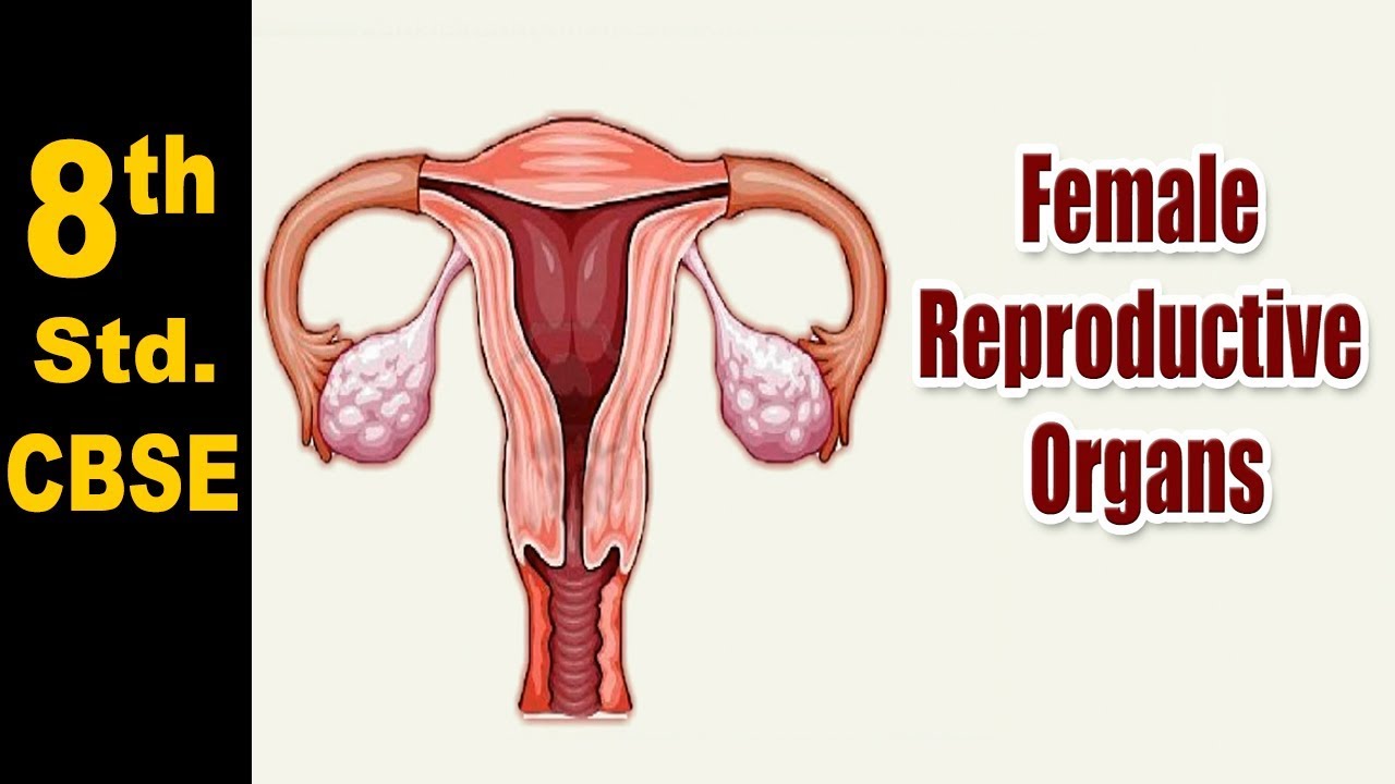 Class 8 | Female Reproductive Organs | NCERT | Science | CBSE Board | Home Revise