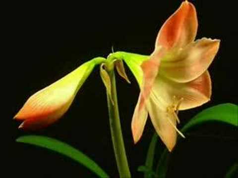 Rose Kemp - Natures Hymn (Promo)