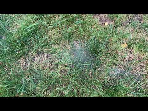 Mole Problem Getting Handled by Little Rascals in Brielle, NJ