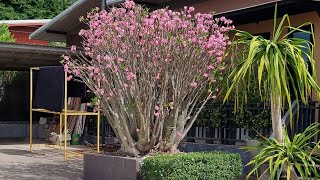 ชวนชม สวยๆ เมืองหนองบัวลำภู ศรีบุญเรือง Adenium in thailand