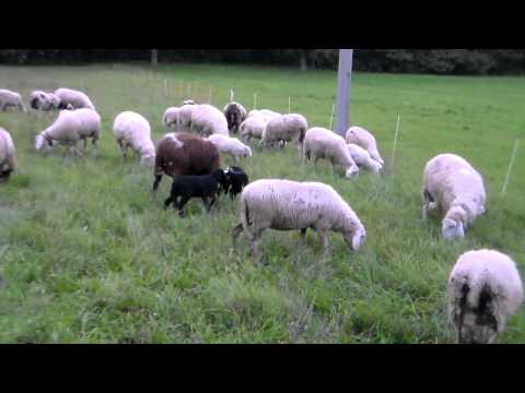 AGNELLINI E PECORE AL PASCOLO.