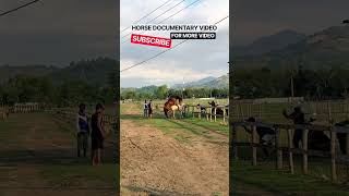 Download lagu Eps 14 | Natural Horse Breeding Documenter #horse #shorts #shortvideo #fyp #animals #breeding mp3