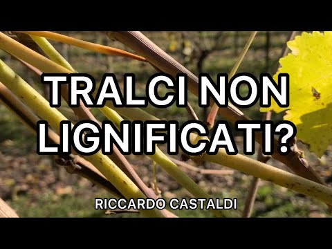 Vite. Tralci non lignificati: le cause