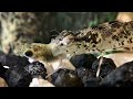 Dragonfly Nymph Eating A Fish, Vid 1/2