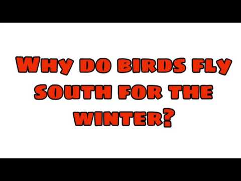 YouTube video about: Why do birds fly south for the winter joke?