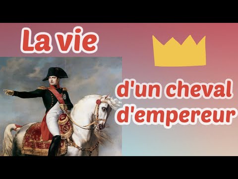 , title : 'Le cheval de Napoléon ? // MARENGO'